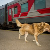 Ожидание поезда :: fogmeadowww m