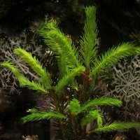 До свиданья, до свиданья! Это всё же не прощай ... :: veilins veilins