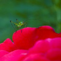 Кузнечник :: Наталья (ShadeNataly) Мельник Кузнечник :: Наталья (ShadeNataly) Мельник