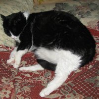 Сладкий сон :: Людмила Смородинская