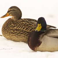 сладкая парочка :: Владимир Зырянов