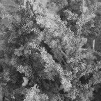 Иней на ветках можжевельника :: Александр Буторин