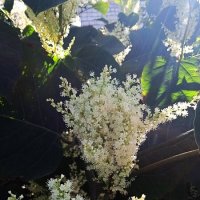 цветёт осенью :: Елена Шаламова