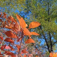 октябрь :: Елена Шаламова