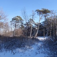 Февраль, побережье Балтийского моря, Калининградская область :: Рита Симонова