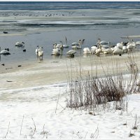 *** :: Aleksandr Gal