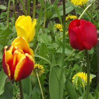 Тюльпаны :: Freddy 97