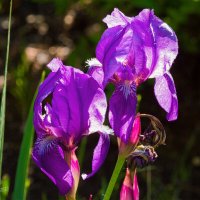 Бородатые ирисы... напросвет) :: Николай Зиновьев Бородатые ирисы... напросвет) :: Николай Зиновьев