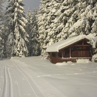 "Деревья в зимнем серебре" :: Ирэн 