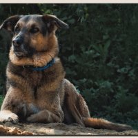 Марта :: Сергей В