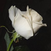 Белая розочка :: Наталья *** Белая розочка :: Наталья ***