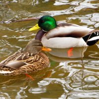 Яркая парочка :: Андрей Снегерёв