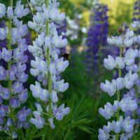 Цвета люпина :: Сергей Ц Цвета люпина :: Сергей Ц