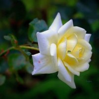 дом клопа... :: Andrey Bragin 