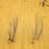 Бархан Сарыкум. Дагестан. :: Дина Евсеева