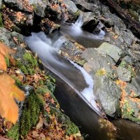 Мир Природы  :: "The Natural World" Александер