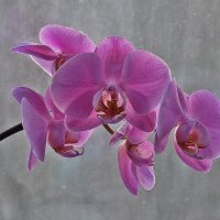 На окошке - весна, за окошком - снег... :: Валентина  Нефёдова 