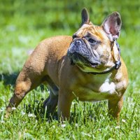 Соседский :: Дмитрий Балашов