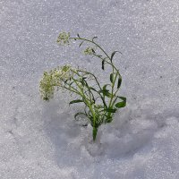 Луговая трава... под снегом! :: Валентина Нефёдова Луговая трава... под снегом! :: Валентина Нефёдова