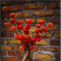 ФИЗАЛИС, :: Александр Дмитриев ФИЗАЛИС, :: Александр Дмитриев