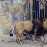 Пражский зоопарк :: Tata Wolf