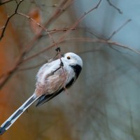 Ополовник :: Владимир Лазарев