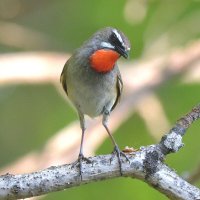 Франт :: Михаил Белоусов