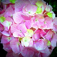 Цветы Барселоны :: Владимир Драгунский