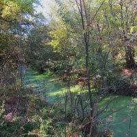 течёт зелёная река :: Елена Шаламова