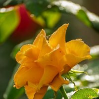 Желтая роза :: Игорь Сикорский