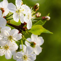 Напьюсь нектара, сколько влезет. :: Петр Беляков