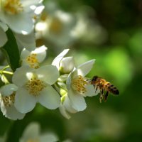 Цветы- роскошный дар природы... :: Наталья Димова