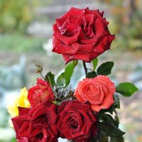 Розы :: Владимир Зыбин