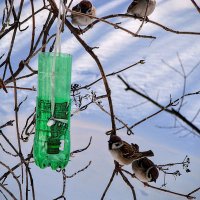 Что за грамота китайская такая ? ! А где корм ,,,( :: Анатолий Колосов