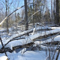 последние дни зимы :: ИННА ПОРОХОВА