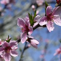 один раз в год,сады цветут... :: Aleksandr .