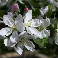 один раз в год,сады цветут... :: Aleksandr .