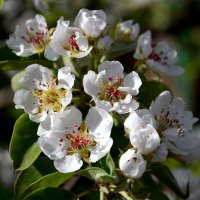 один раз в год,сады цветут... :: Aleksandr .