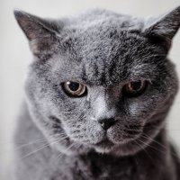 Мой старый и мудрый кот :: Михаил 