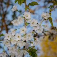 Весне дорогу... :: Николай Гирш