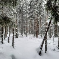 *** :: веселов михаил 