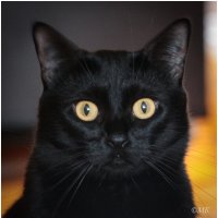 Василина Джоли :: Михаил Кобзев