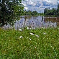 Берег пруда :: Сергей Ц