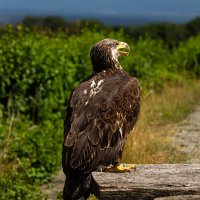 Молодой орлан. :: Lucy Schneider 