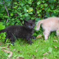 Маняша и Марсик :: Валюша Черкасова