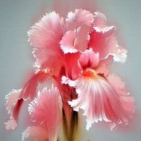 Макро... :: Валерий Кокорев