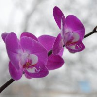 *** :: Надежда Куркина 