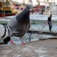 что бы ещё клюнуть? :: sv.kaschuk 