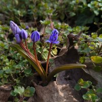 Весна ! :: Вен Гъновски