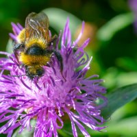 Летнее макро :: Владимир Лазарев